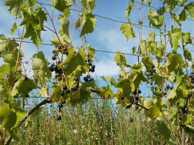 Weinreben in einem Heidelberger Weinberg